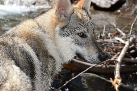 Fhorus Wolf La Llamada del Lobo